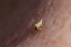 Stictocephala bisonia