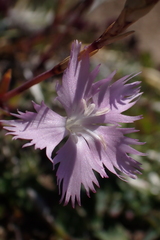 Dianthus gallicus