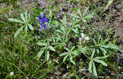 Lupinus pusillus