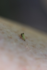 Stictocephala bisonia