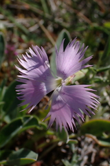 Dianthus gallicus