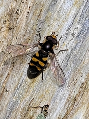 Didea intermedia