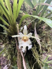 Chondroscaphe embreei