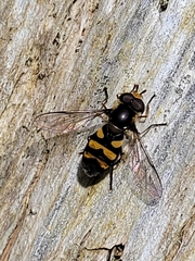 Didea intermedia