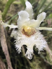 Chondroscaphe embreei