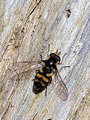 Didea intermedia