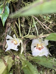 Chondroscaphe embreei