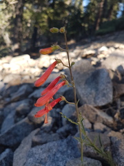Penstemon rostriflorus