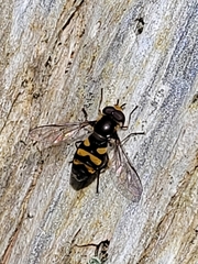 Didea intermedia