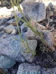 Penstemon rostriflorus
