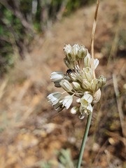 Allium pallens