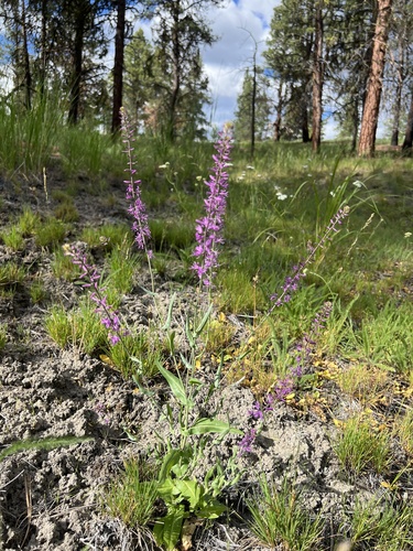 arrow-leaf thelypody (Thelypodium eucosmum)