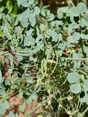Sarcocapnos enneaphylla