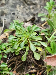 Globularia cordifolia