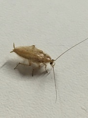 Ectobius vittiventris