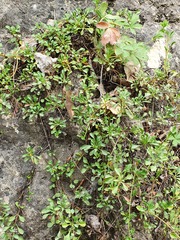 Globularia cordifolia