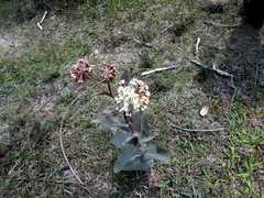Asclepias glaucescens