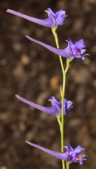 Delphinium gracile