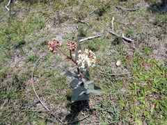 Asclepias glaucescens