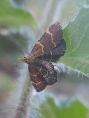 Hypsopygia rubidalis