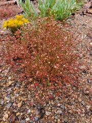 Androsace occidentalis