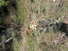 Asclepias glaucescens