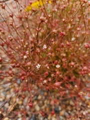 Androsace occidentalis