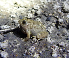 Phrynobatrachus