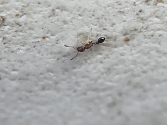 Cardiocondyla mauritanica