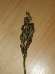 Festuca pulchella