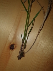 Festuca pulchella