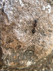 Cardiocondyla mauritanica