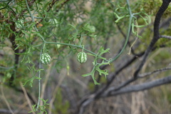 Ibervillea tenuisecta