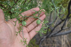 Ibervillea tenuisecta