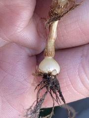 Phleum pratense nodosum