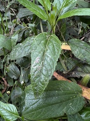 Stevia lucida