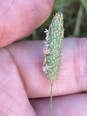 Phleum pratense nodosum