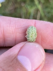 Phleum pratense nodosum