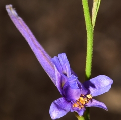 Delphinium gracile