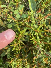 Rhododendron tomentosum