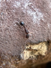 Cardiocondyla mauritanica