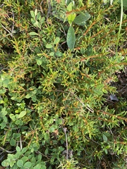 Rhododendron tomentosum