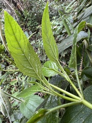 Stevia lucida