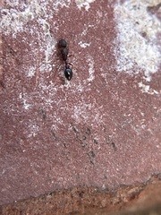 Cardiocondyla mauritanica