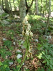 Allium siculum dioscoridis