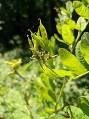 Astragalus glycyphylloides