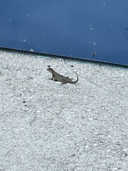 Leiocephalus carinatus