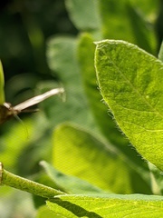 Astragalus glycyphylloides