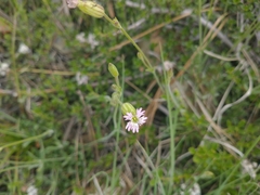 Silene grayi