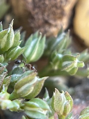 Cardiocondyla mauritanica